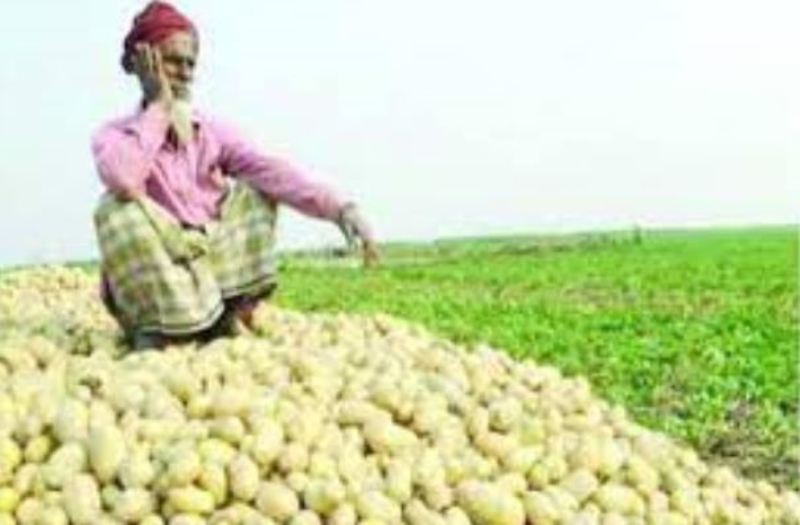 Despite Ban Lift Bangladesh Won t Export Potato To Russia This Year 